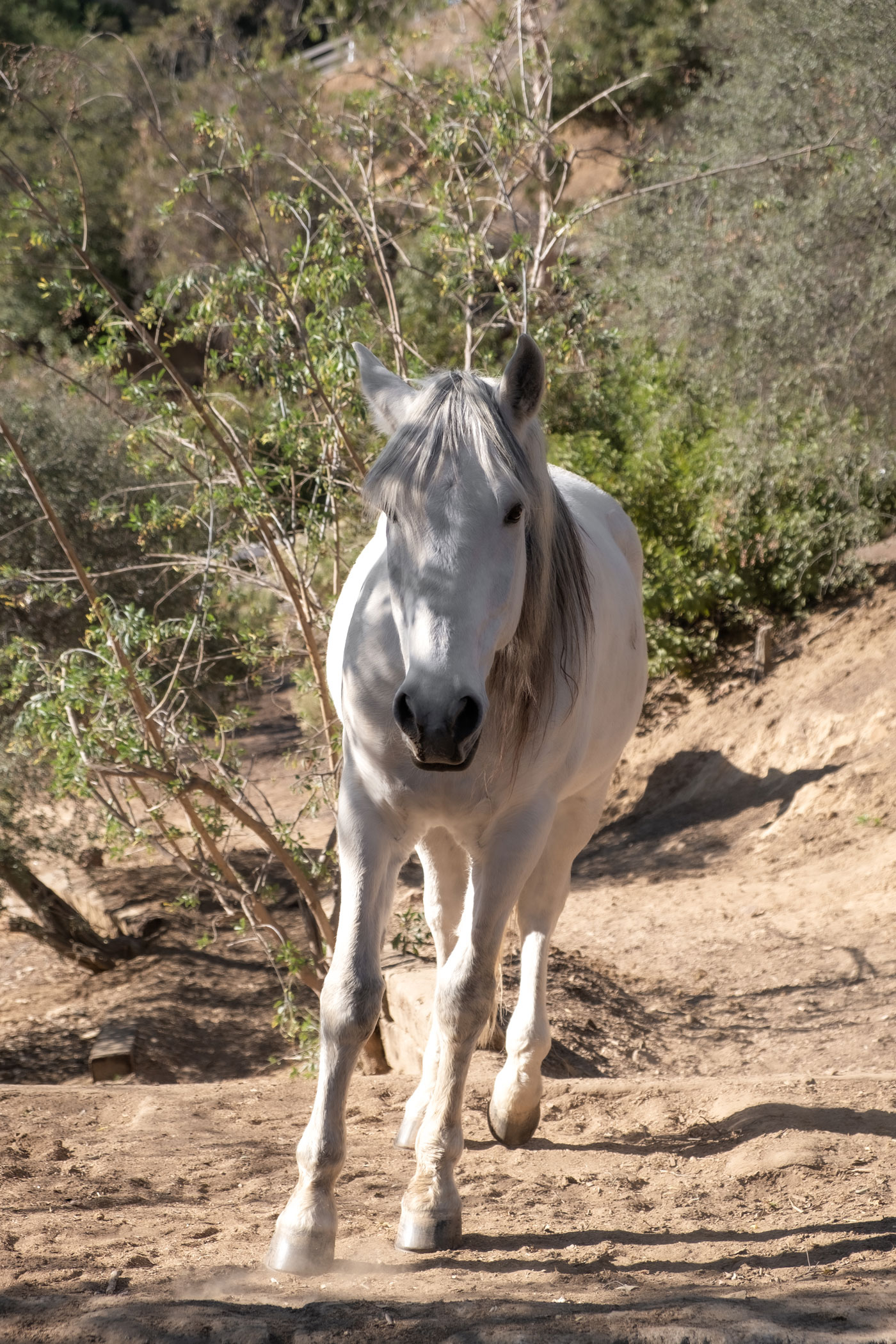 Horses at La Esperanza Ranch